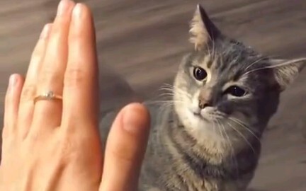 This cat’s high-five is so cute