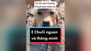 Cho tớ xin 1 lời khuyên ha. cunyeucuadua chó chócon chókhôn chócute