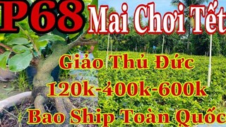 Mai vàng chơi tết p68 | 0384620997 Thư | Mai Giảo Thủ Đức 120k - 400k -600k hàng chơi tết Bao ship