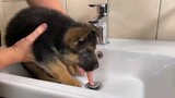 Taking shower of littel German Shepherd dog