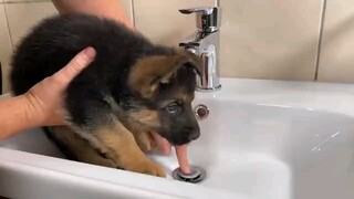 Taking shower of littel German Shepherd dog