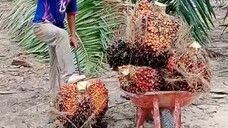 buah super Kalimantan