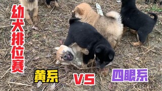 田园犬基地幼犬排位赛：四眼系VS黄系，实力碾压！