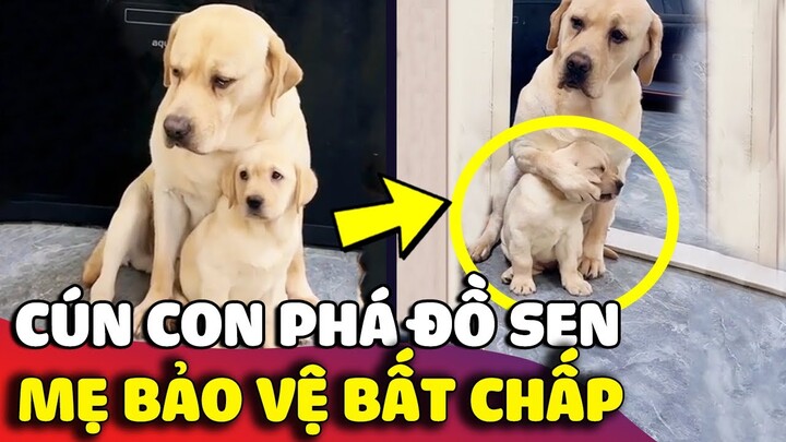 Cười xỉu trước chó mẹ 'BẢO VỆ CON MÌNH' bất chấp khi lỡ cắn phá đồ của Sen 😅 | Gâu Đần