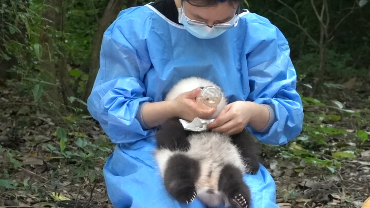 [Pandas] Video Of Panda Fu Duo Duo Drinking Water