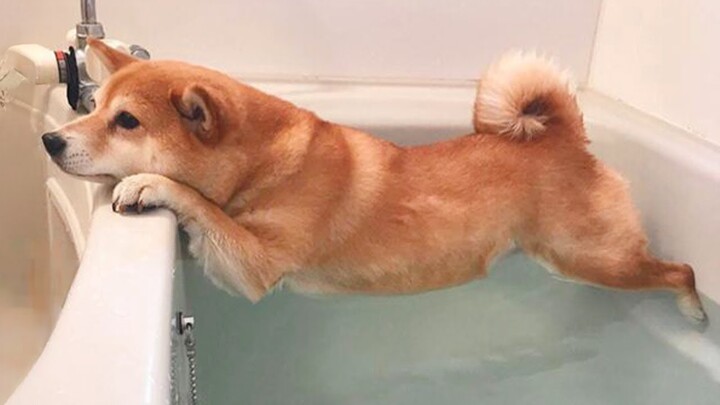 Funny Dogs Refuse To Take a Bath 🤣 Funny DOG videos 2024