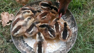 11 heads dayold chicks