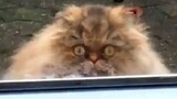 Funny animals - Funny cats / dogs - Funny animal videos 121