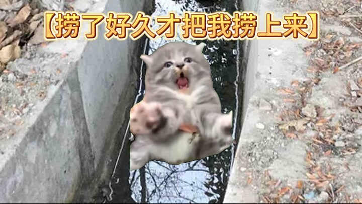 【Cat meme】About my childhood in the stinky gutter