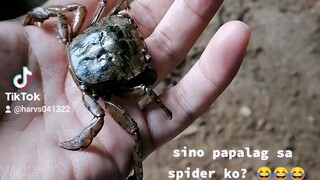 spidercrab😂😂😂