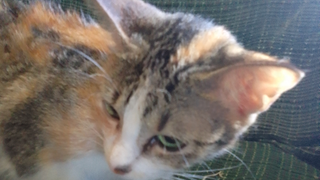 THE CAT BEHIND THE LIAR