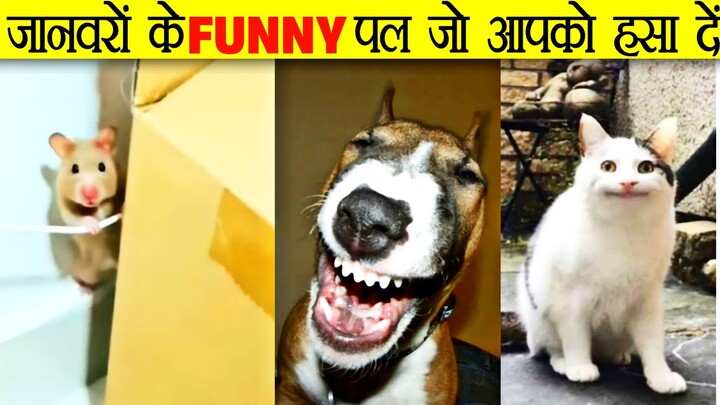 जानवरों के ऐसे Funny Moments जो आपको हसा देंगे | Funny Moments Of Animals | #shorts