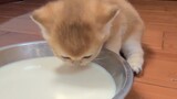 The first time the kitten tries to drink milk