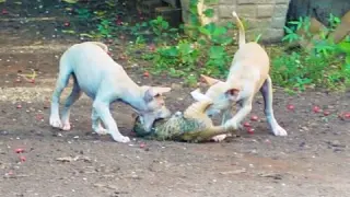 Two puppies attacks a kitten, they playing bad with kitten