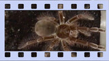 (สัตว์เลี้ยง) แมงมุมใหญ่ที่สุดในโลกvsแมลงสาบทิศใต้ กินห้าตัวคำเดียว!