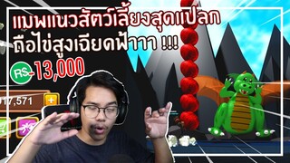 Roblox : Pet Island จำลองการเก็บไข่ทะลุฟ้าหมด 13,000 Robux !!! EP.1