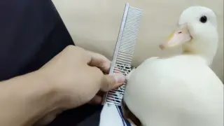[Call Duck] How Could Its Feather So Smooth?