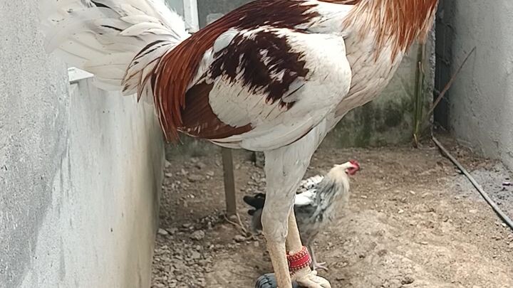 white choco