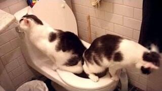 Funniest Cats 😹 - อย่าพยายามกลั้นเสียงหัวเราะ 😂 - Funny Cats Life