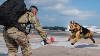 Most Heartwarming Dog Reunions with Their Owners That Will Touch Your Heart ❤️