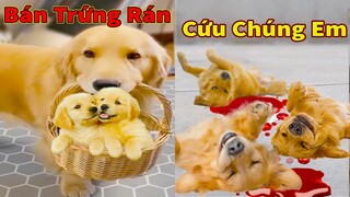 Thú Cưng TV | Trứng Vàng và Trứng Bạc #30 | Chó Golden Gâu Đần thông minh vui nhộn | Pets smart dog