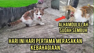 Alhamdulillah Anak Kucing Yang Di Oprasi Sakit Prolaps Keluar Anus sudah Sembuh Lihat Sekarang..!