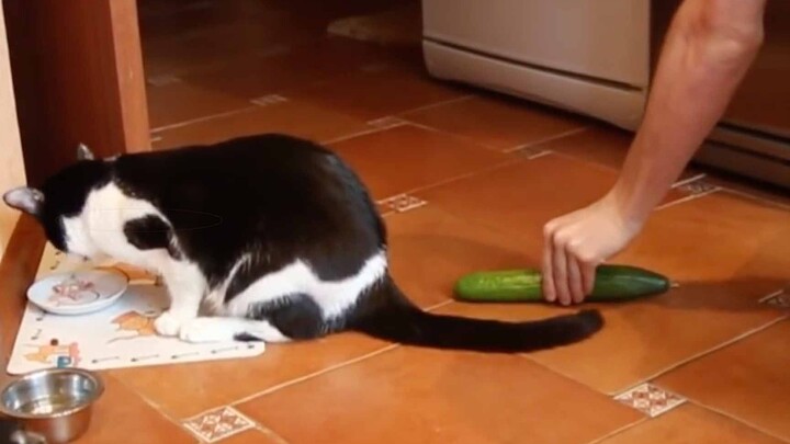 [Động vật]Mèo sẽ làm gì với những trái dưa chuột...