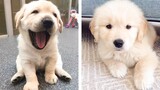 🐶 Funny and Cute Golden Puppies Videos That Will Change Your Mood For Good| Cute Puppies