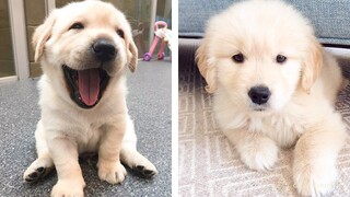 🐶 Funny and Cute Golden Puppies Videos That Will Change Your Mood For Good| Cute Puppies