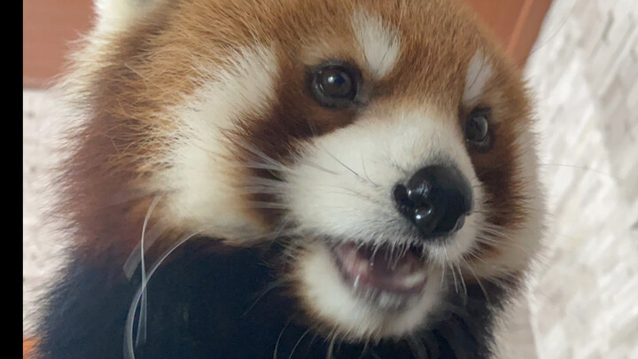 Apple can get a red panda back home