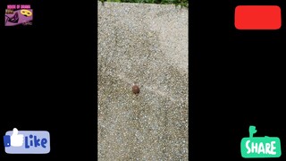 What I saw on a Rainy Day? #rain #rainyday #rainyseason #rainyweather #snail #snailvideo #video