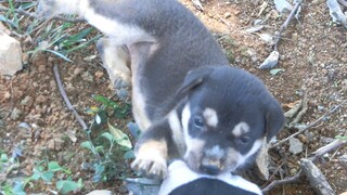 the Little dog cute