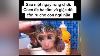 dad monkey dog cute animals cliphai cliphay giadinh friend duck  Coco đc ba tắm, giặc đồ và hát ru cho đi ngủ. Yêu ba!