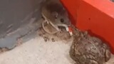 【Funny Videos】Rat: Scared shitless..