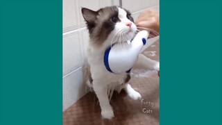 รวบรวมวิดีโอน้องแมวน่ารักและตลก - แมวน้อย 2020 #4