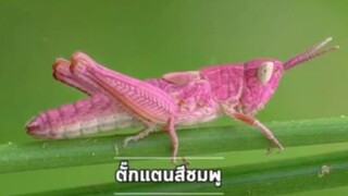 สัตว์ที่เกิดเพียงครั้งเดียวในทุกๆ 1 พันปี...ตัวไรเนี่ย | #Pets & Animals ตอนที่ 4