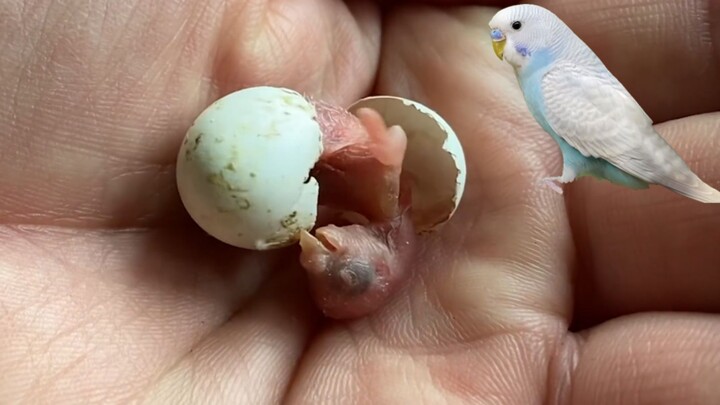 I went to the store to buy a parrot, but found an egg in the cage. After I took it home and hatched 