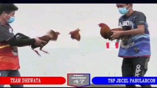 Sabong Part-162 Malatuba Vs Dilusape