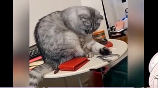 Lolita Nhật Bản càng yêu mèo hơn sau khi đọc "Hướng dẫn ngăn cản người nuôi mèo"