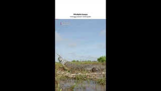 Buaya Liar Dipindahin 5 Lelaki Darat Pakai Jalur Udara | Wild Croc Territory | #Shorts