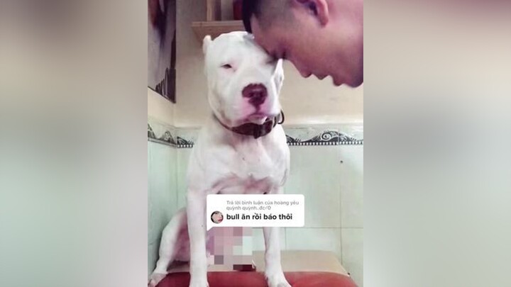 Trả lời  yêu quỳnh quỳnh..đc✓0 Lại một người nói sai về Bull cute chókhôn clipvui pitbulllove