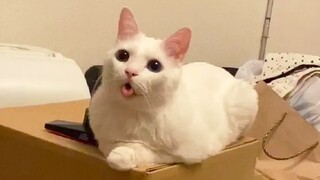 Funny Cats ✪ Try not to Laugh or grin 😂 Challenge