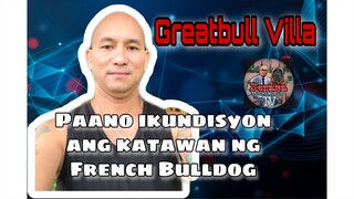 Paano mgkundisyon ng katawan ng mga french bulldog/how to condition the body of french bulldog