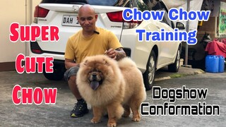 Paano ba magtraining ng Chow chow | training for dogshow conformation