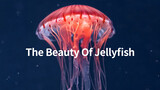 [Animal] Jellyfish - Ephemeral Floating Life
