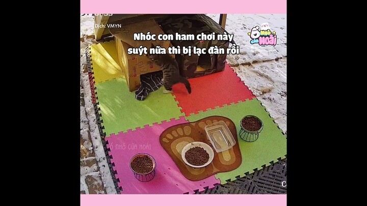 [Vietsub] Gia đình mèo hoang 4: Nâng cấp ổ mèo 🥰 | Ổ nhỏ của Hoài