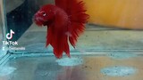 Fullred rose tail