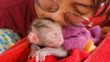 Sweetest Moment!! Precious Baby Monkey Luca Feel Super Warm In Mom's Comfort & Care