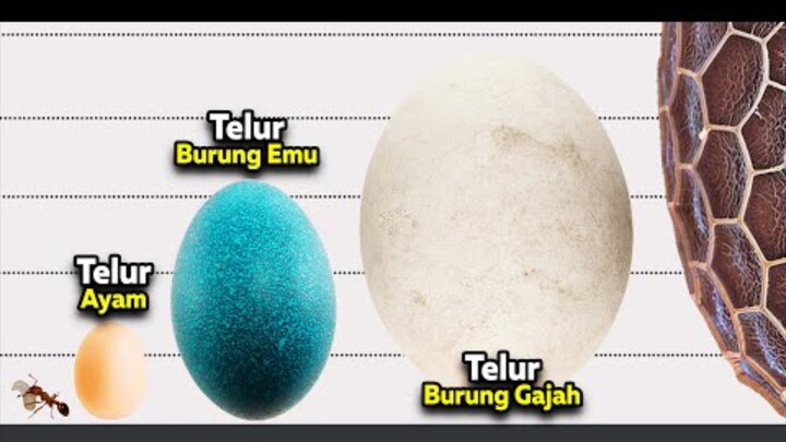 Kalian Akan Kaget Setelah Mengetahui Besarnya Komparasi Telur-Telur yang Ada di Dunia Ini