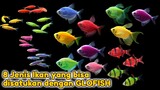 8 Jenis ikan hias yang bisa dicampur dengan glofish